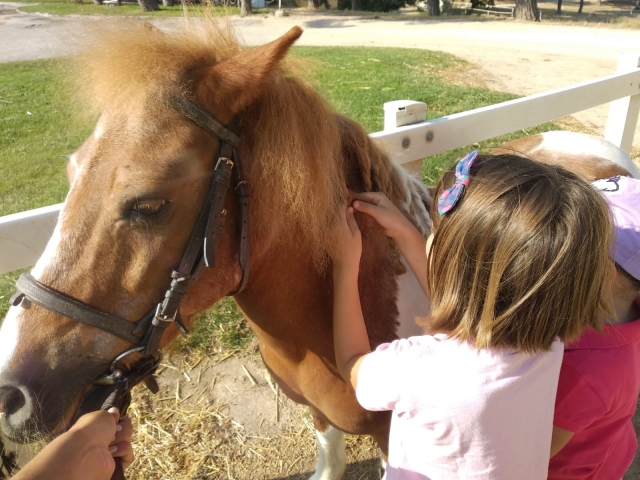 Peinando ponis en los campas.