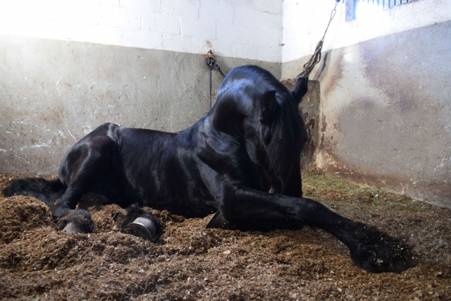 Caballo descansando en su cuadra en Madrid