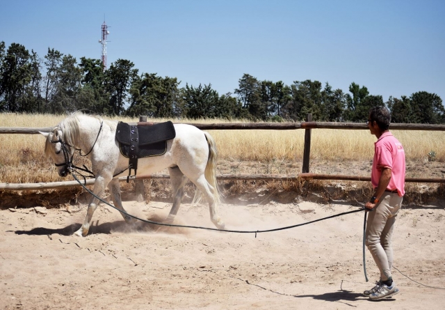 Doma del caballo en Madrid
