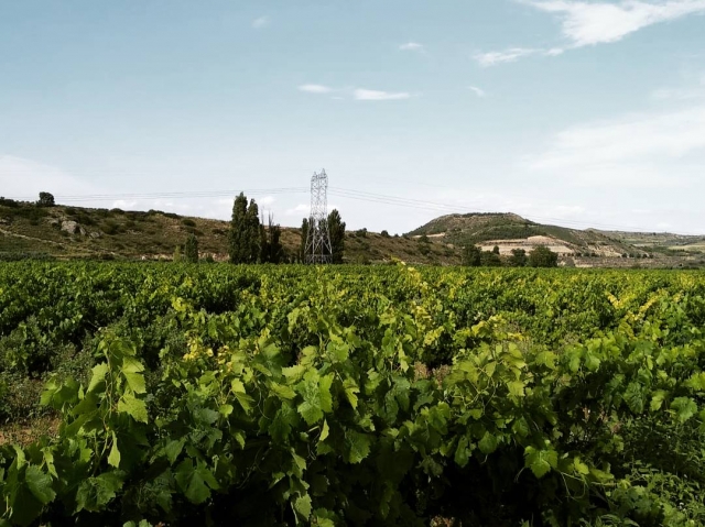  Rioja vineyards by bike 