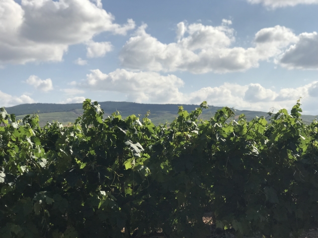  Wine tourism by bike in La Rioja 