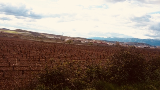  Crops seen from the bike 