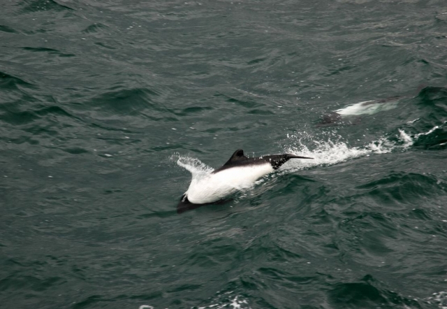 Cetaceo visto desde el barco