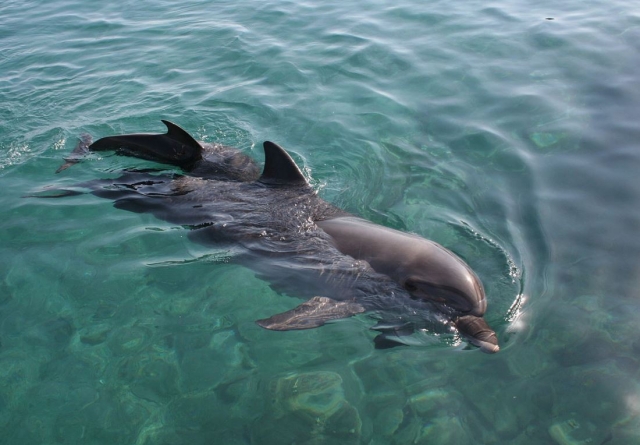 Delfin en aguas cristalinas