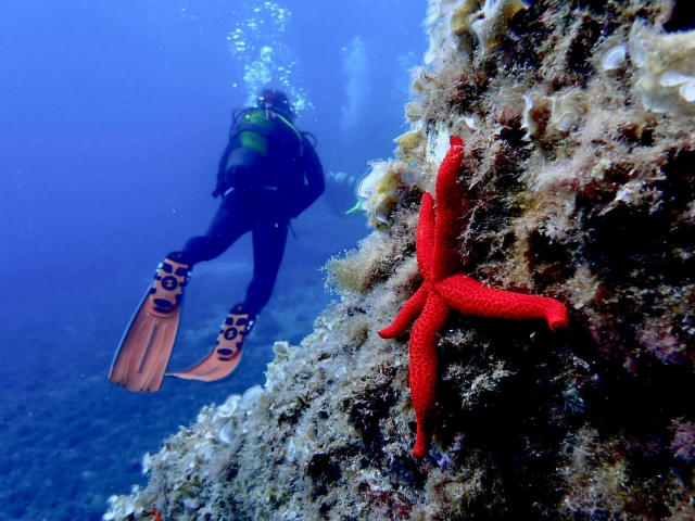 Estrella de mar