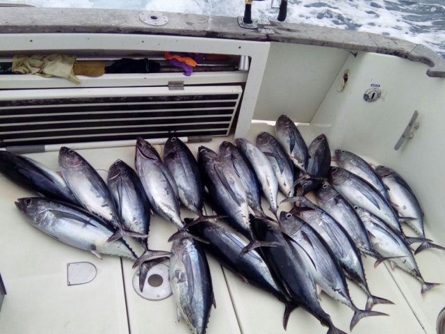 Bonitos pescados en ruta