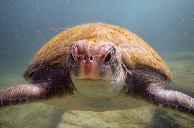 Curiosa tortuga