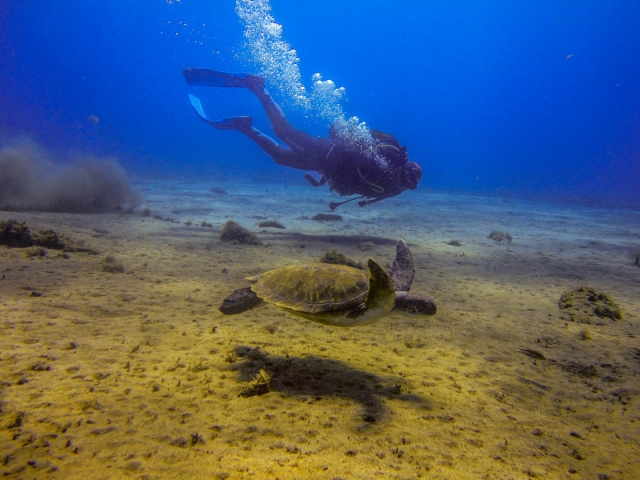 Buceando con la tortuga
