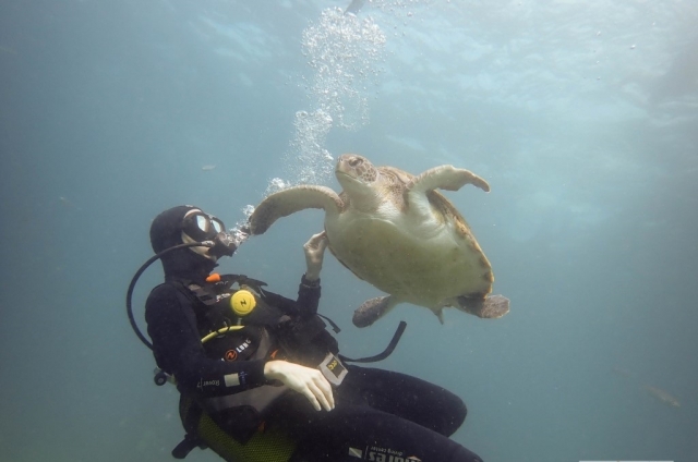 Junto a tortuga marina