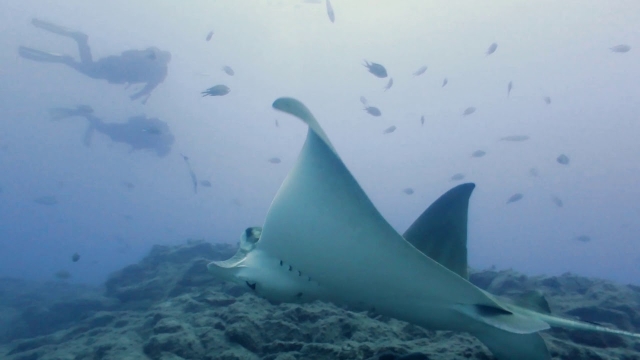 Fauna submarina de Tenerife