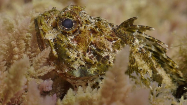 Pez escorpion en el oceano