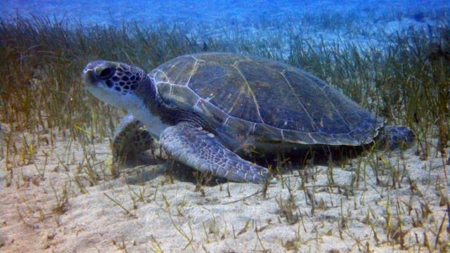 Tortuga tinerfena