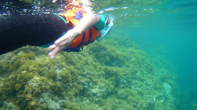 e-19748767-snorkel-0215288877632554.jpg