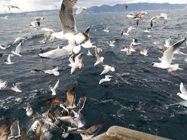 Gaviotas marineras