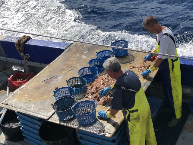 Clasificando las capturas