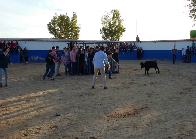  Tempting the cow in Madrid 