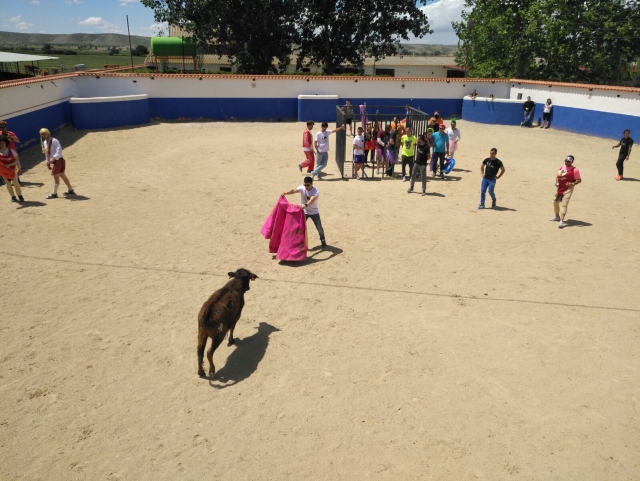  Bullfighting the heifer in Ciempozuelos 
