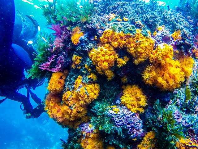 Colorida fauna submarina