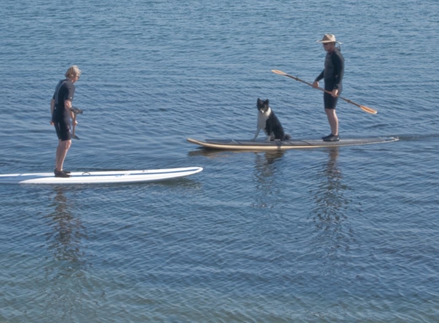 Llevando al perro en la tabla de paddle surf