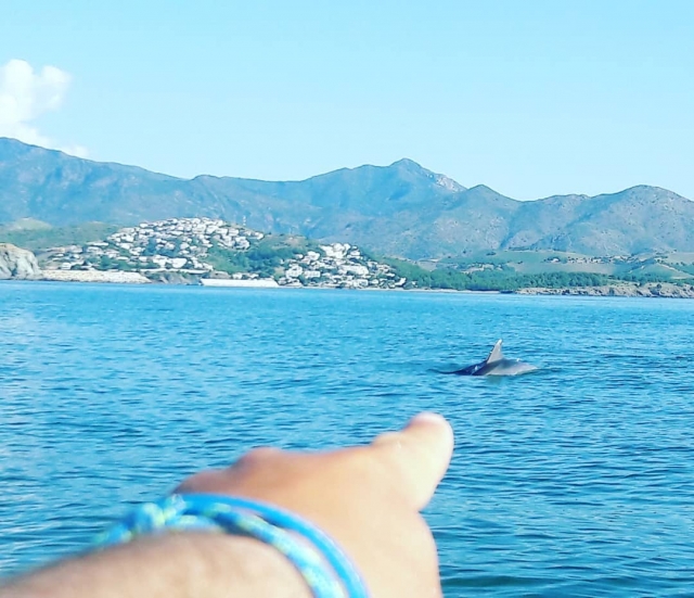  A dolphin passes by us 