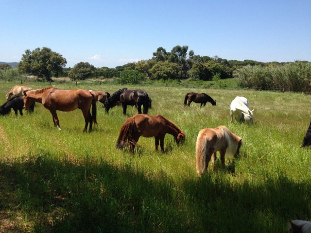Caballos de la hipica en Begur