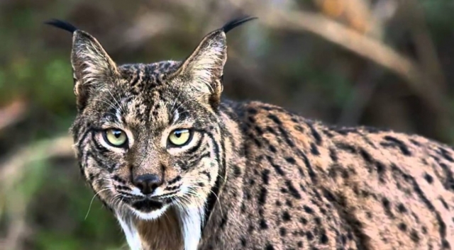  Lynx ibérique 