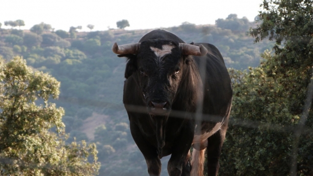  Faune de la Sierra Morena 