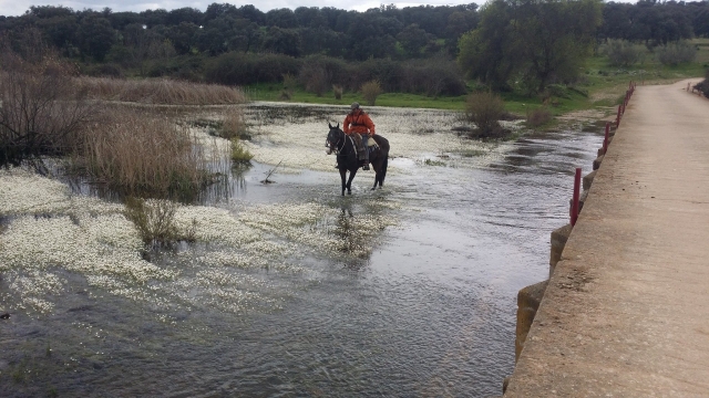 Caballo a traves del agua del pantano