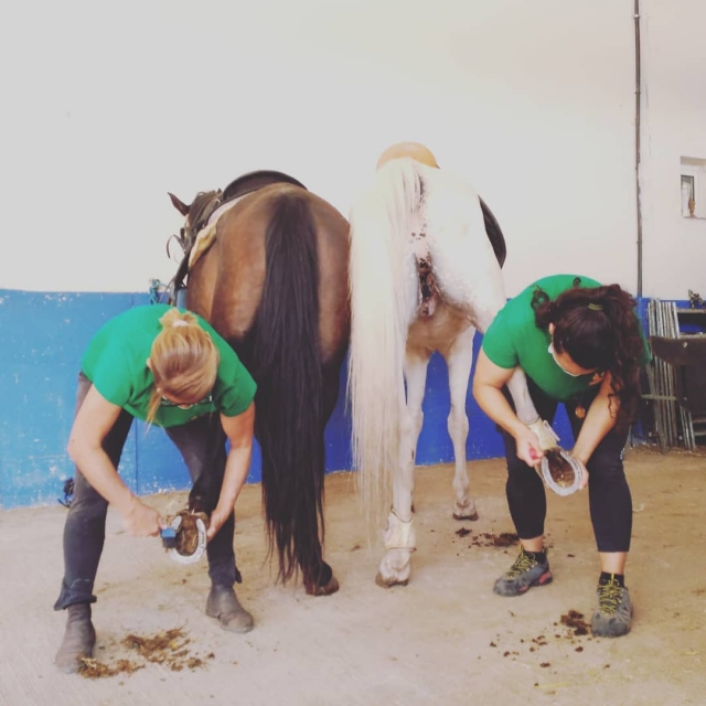 Limpiando las herraduras