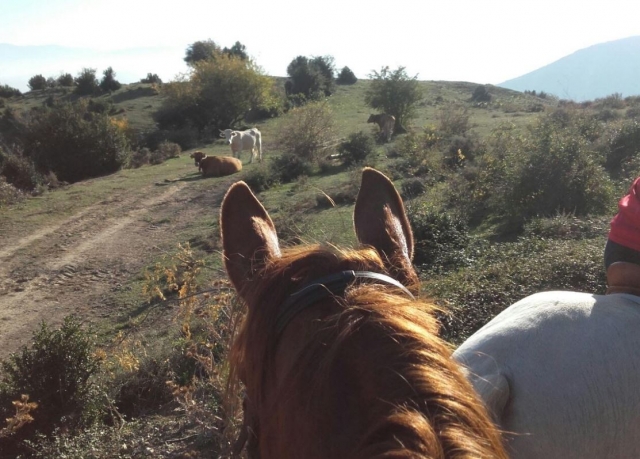 Caballo mirando las vacas en el camino