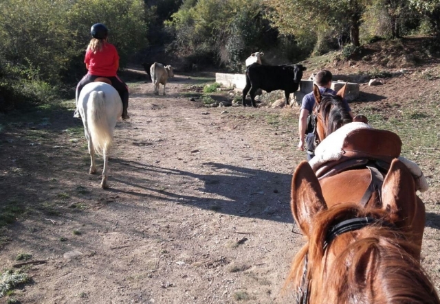 Caballos entre el ganado