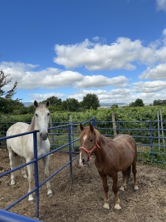 res_o-64892-rutas-a-caballo_de_anna-lagaard_17526925725515.jpeg