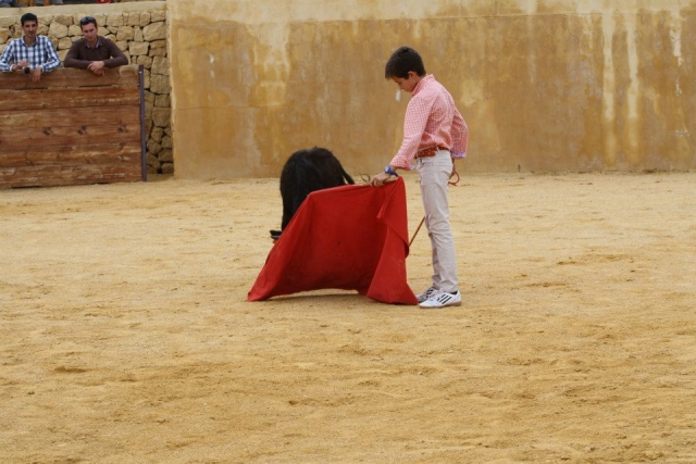  Enfant taurin d'une génisse 