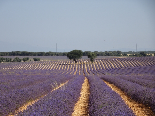  Campi di lavanda a Brihuega 