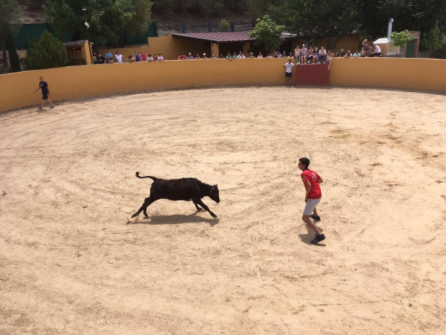 Joven delante de la vaca en Toledo