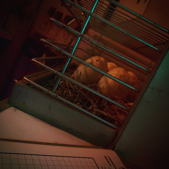 The Escape Room Lab 