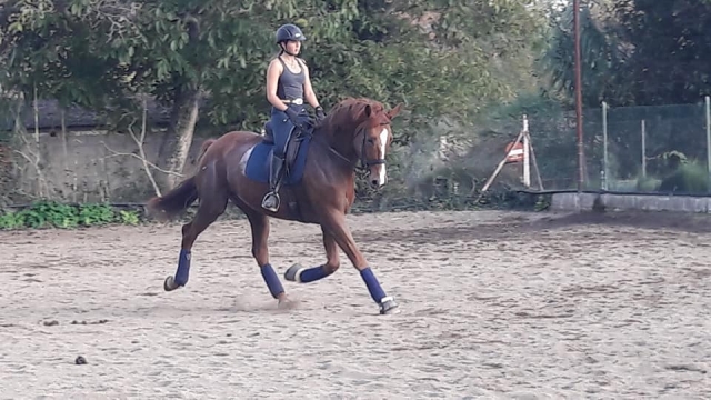  Différents niveaux d'équitation 