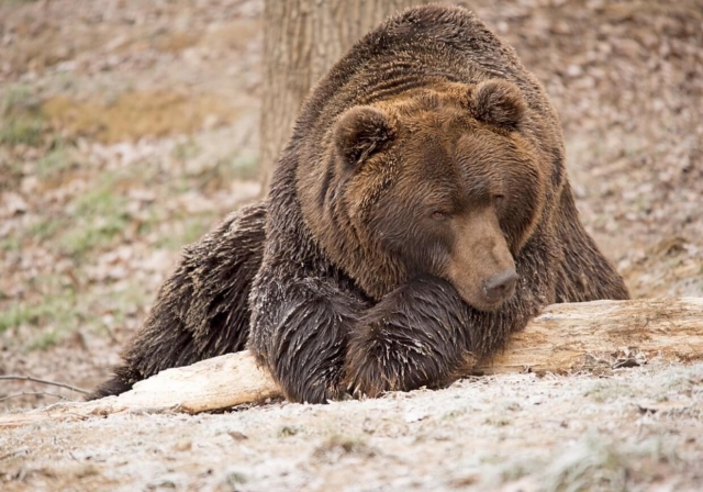 Conoce al oso pardo