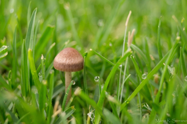 Hongo entre la hierba