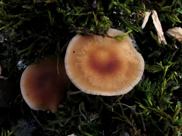 Te enseñamos cual es comestible