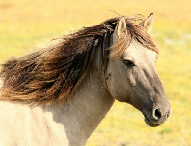 Caballo de largas crines