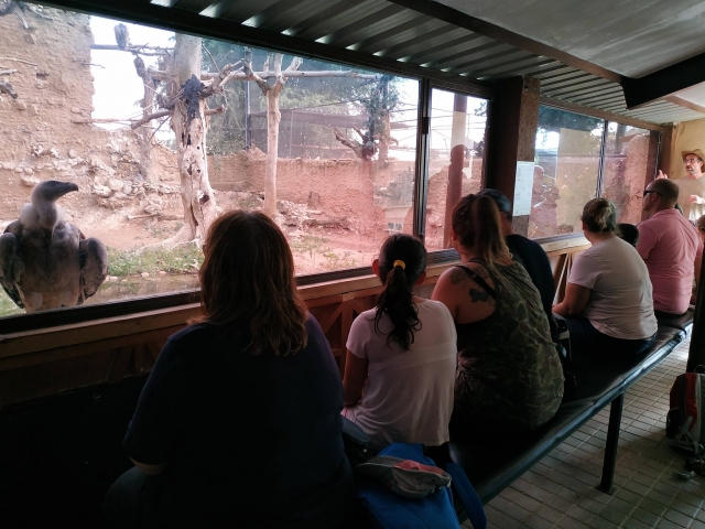  Watching the vultures through the glass 