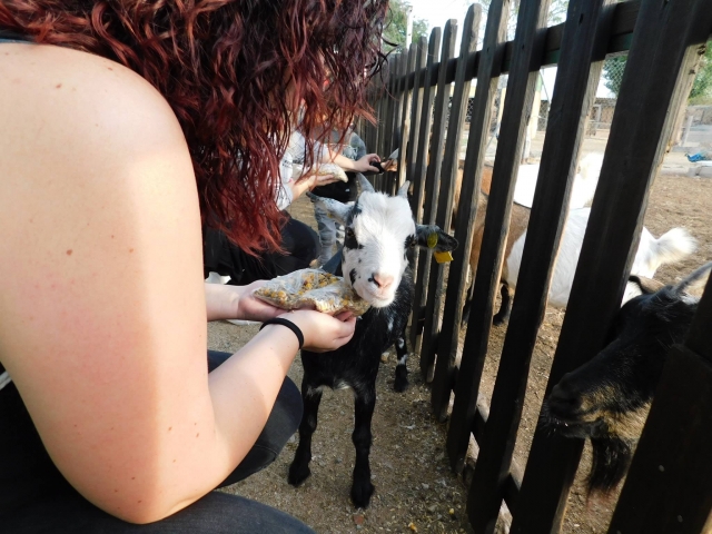  Feeding the little goat 
