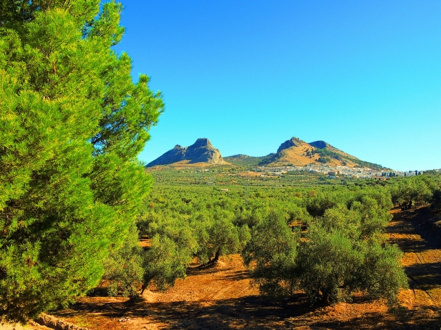  Olivares de Archidona 