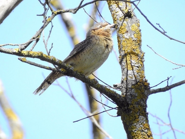 Ornithological routes