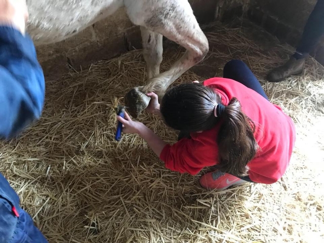  Taking care of the horses 