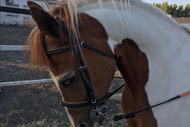  Cavallo per lezioni di equitazione a Madrid 