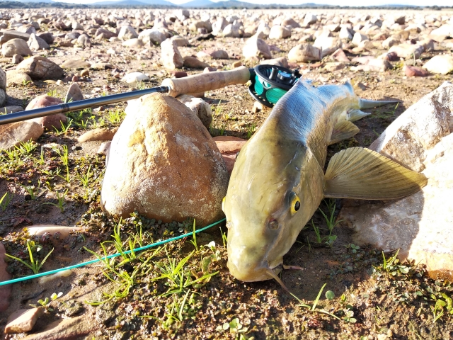 Pez entre las rocas