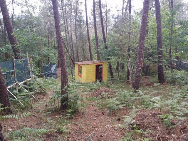  In mezzo al bosco 