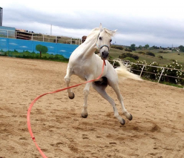 Uno de nuestros caballos 